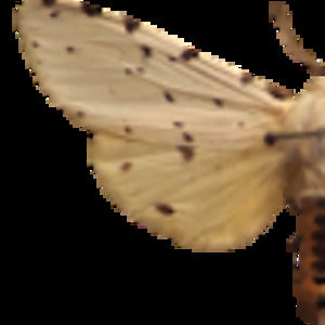 Meet your Posher, Veronica